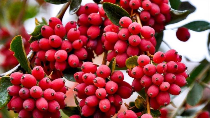 Health benefits of barberry