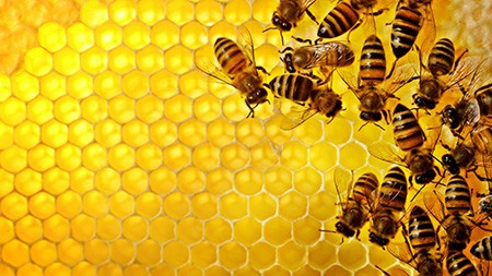 Bees honey