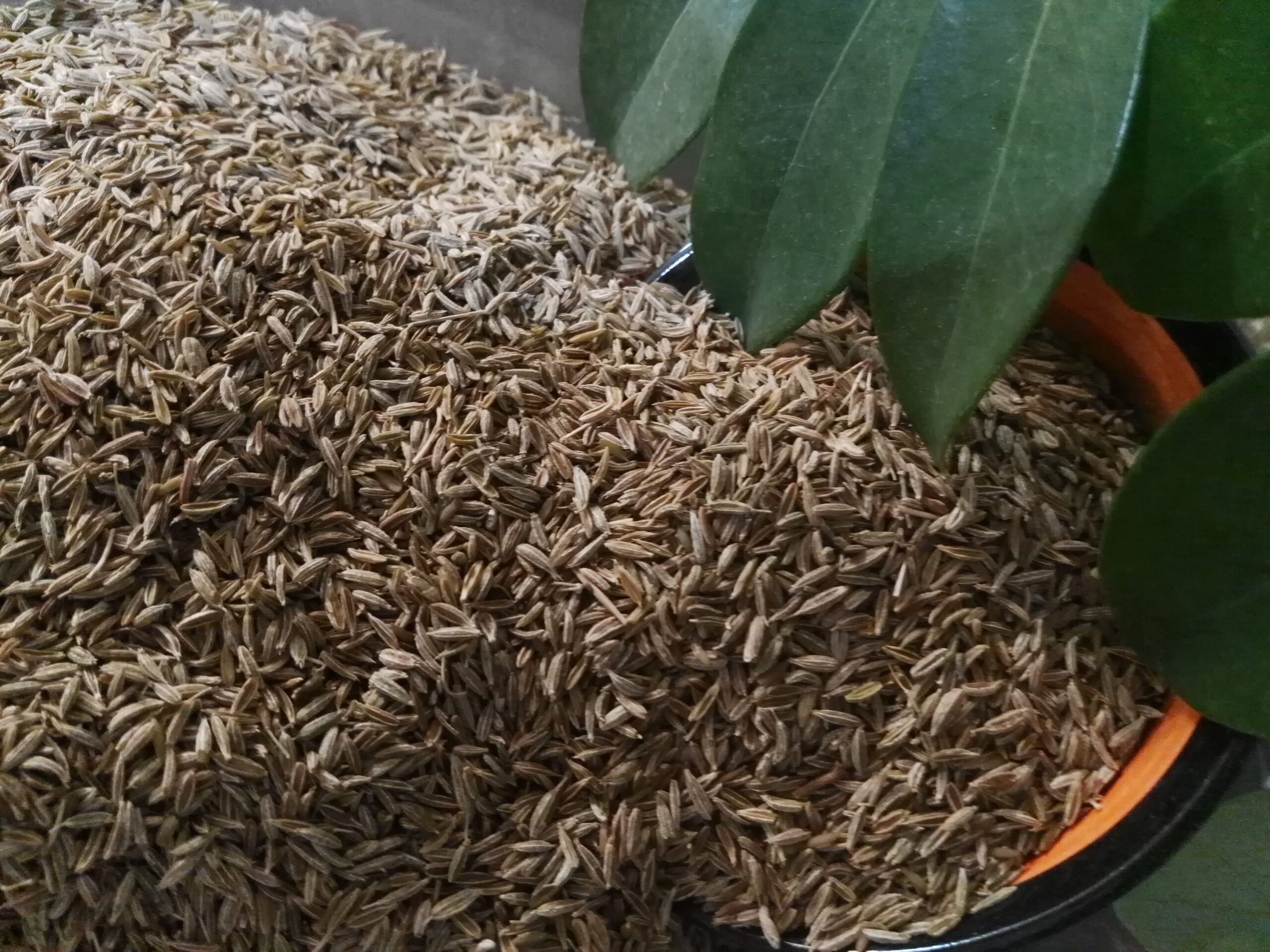 Europe attractive market of cumin seeds import